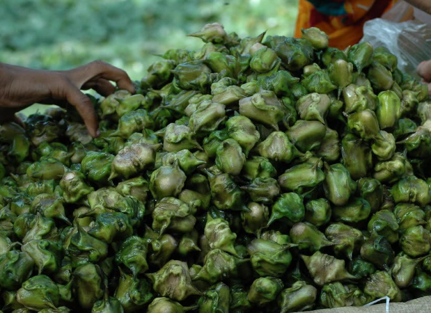 सिंघाड़ा : सेहत का खजाना  